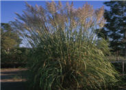 Ravenna Grass