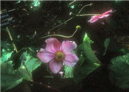 Anemone x hybrida 'Serenade'