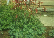 Aquilegia hybrids 'Crimson Star'