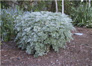 Artemisia lactiflora (Guizhou Group)