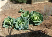 Brassica oleraceae ''Flowering Cabbage'