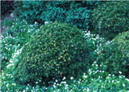 Buxus microphylla 'Compacta'