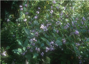 Tube Clematis