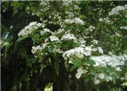 White English Hawthorn