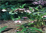 Helleborus orientalis