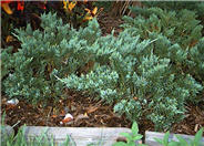Juniperus chinensis 'Parsonii'