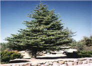 Picea engelmanii