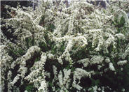 Spiraea nipponica 'Snow Mound'
