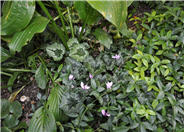 Cyclamen hedenfolium