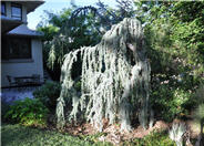 Juniperus scopulorum 'Tolleson's Weeping