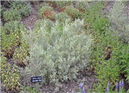 Juniperus scopulorum 'Tabletop'