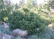 Pinus abies 'Repens'