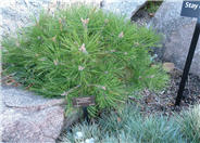 Pinus densiflora 'Low Glow'
