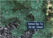 Pinus mugo  'Slowmound'