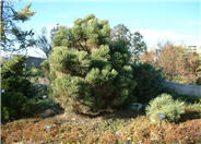 Pinus strobiformis 'Coronado'.