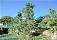 Pinus sylvestris fatigiata