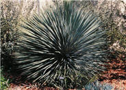 Beaked Yucca
