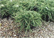 Juniperus horizontalis 'Wiltoni'