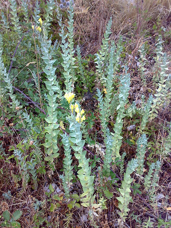 Weed photo of: Linaria genistifolia ssp.