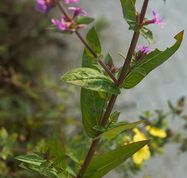 Weed photo of: Lythrum salicaria