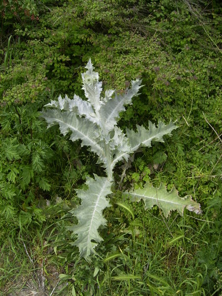 Weed photo of: Onopordum acanthium
