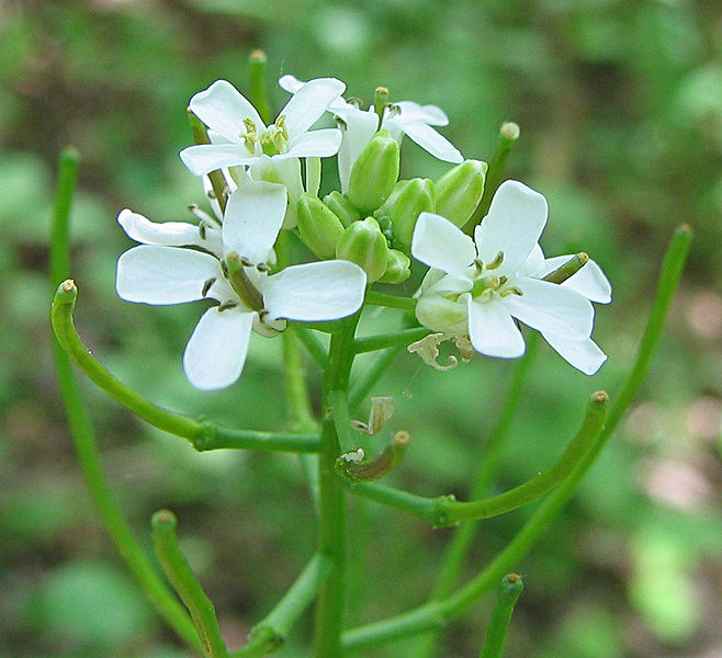Weed photo of: Alliaria petiole