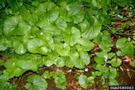 Weed photo of: Alliaria petiole
