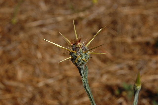 Weed photo of: Centaurea solstitialis
