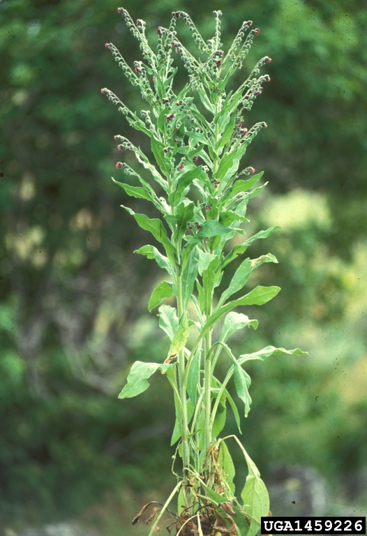 Weed photo of: Cynoglossum officinale