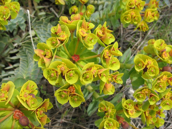 Weed photo of: Euphorbia myrsinites
