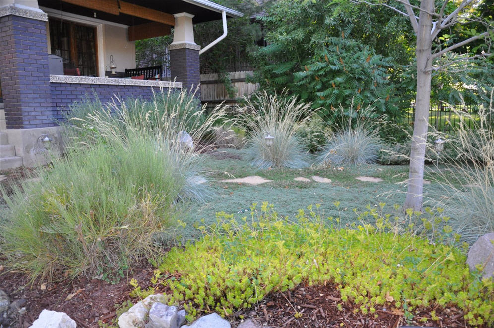 Dymondia Pond 14