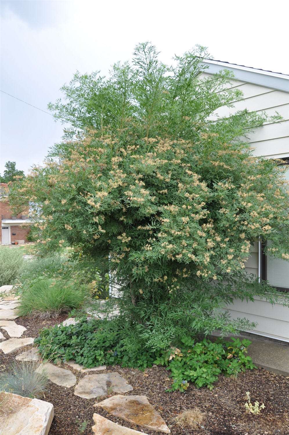 Native Style Garden 3