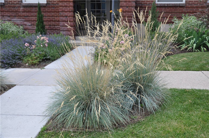 Plant photo of: Helictotrichon sempervirens