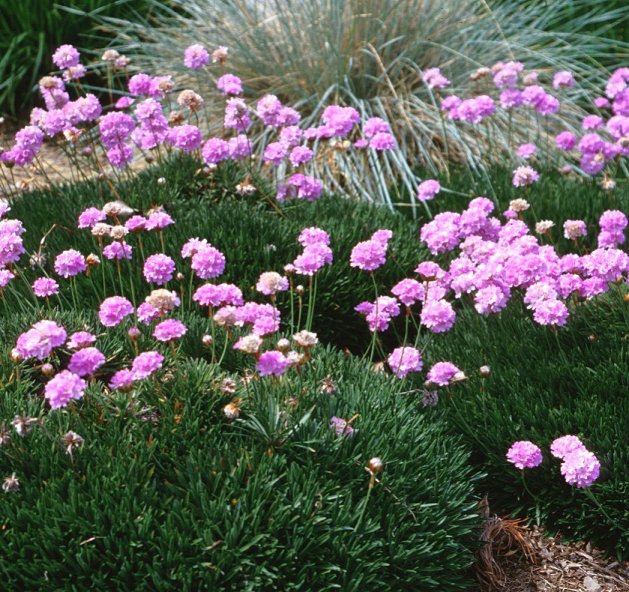 Plant photo of: Armeria maritima
