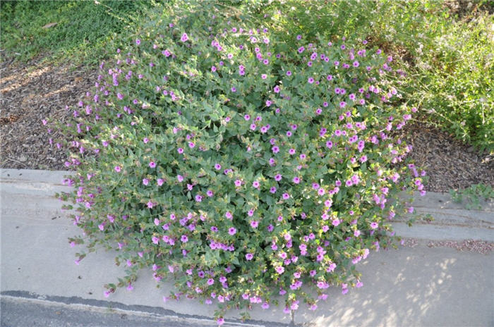 Plant photo of: Mirabilis multiflora