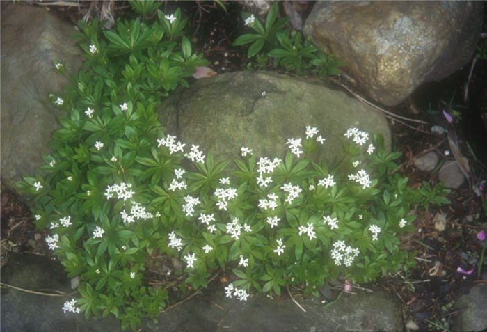 Plant photo of: Galium odoratum