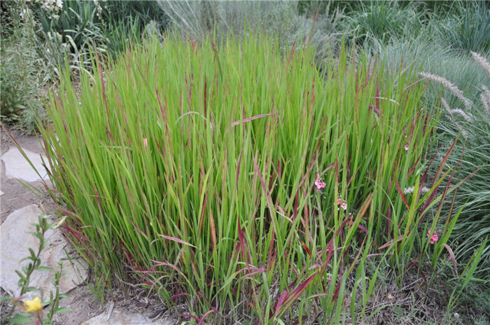 Plant photo of: Imperata cylindrica 'Rubra'