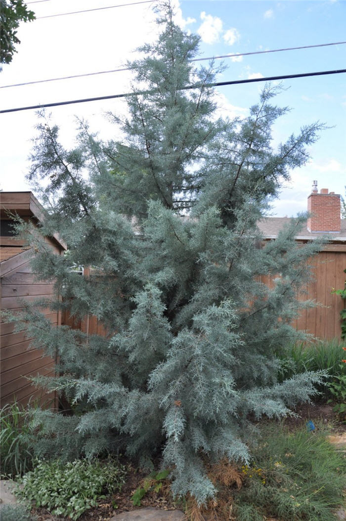 Plant photo of: Cupressus arizonica