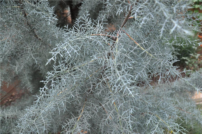 Plant photo of: Cupressus arizonica