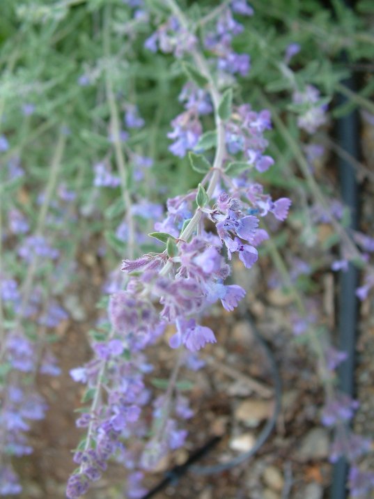 Plant photo of: Nepeta x faassenii