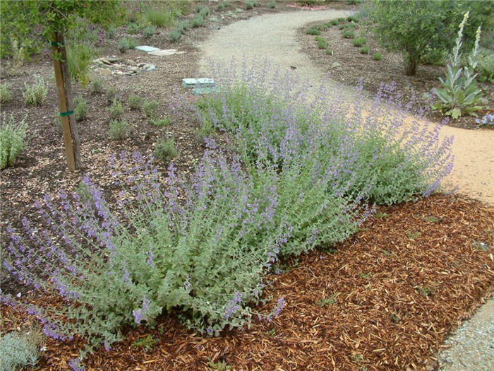 Plant photo of: Nepeta x faassenii