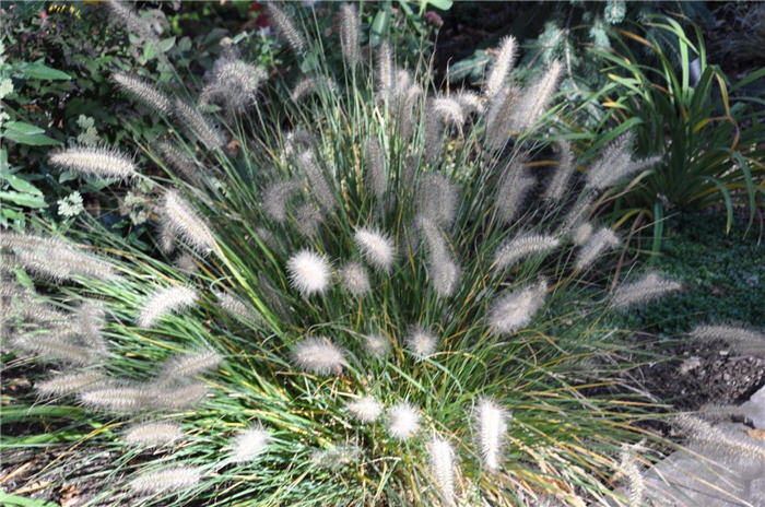 Plant photo of: Pennisetum alopecuroides 'Little Bunny'