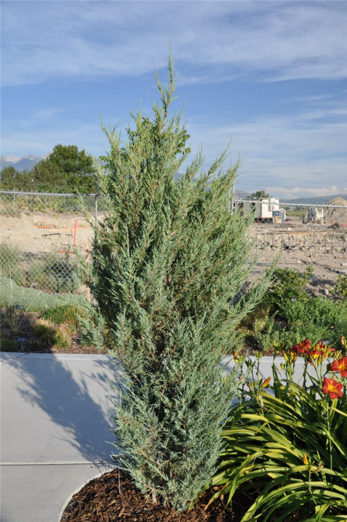 Plant photo of: Juniperus scopulorum 'Skyrocket'