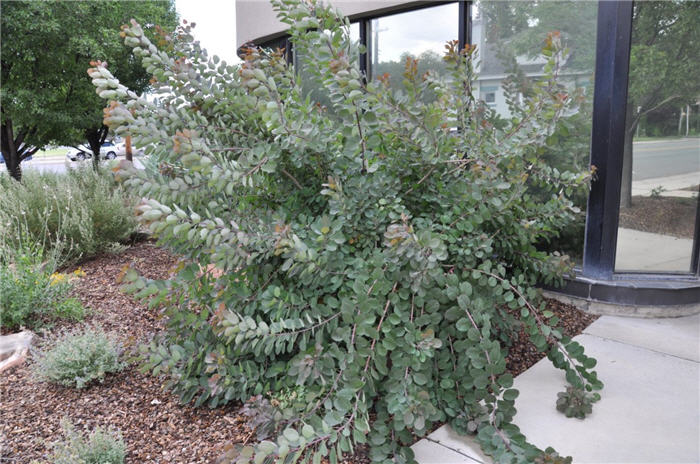 Plant photo of: Cotinus coggygria 'Royal Purple'