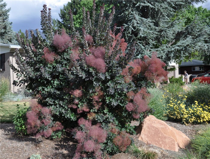 Plant photo of: Cotinus coggygria 'Royal Purple'