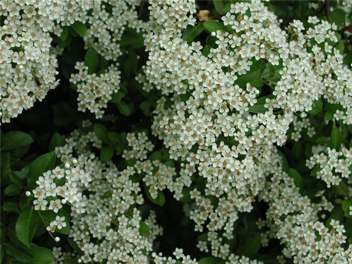 Plant photo of: Pyracantha 'Lalandei'