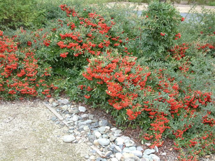 Plant photo of: Pyracantha 'Lalandei'