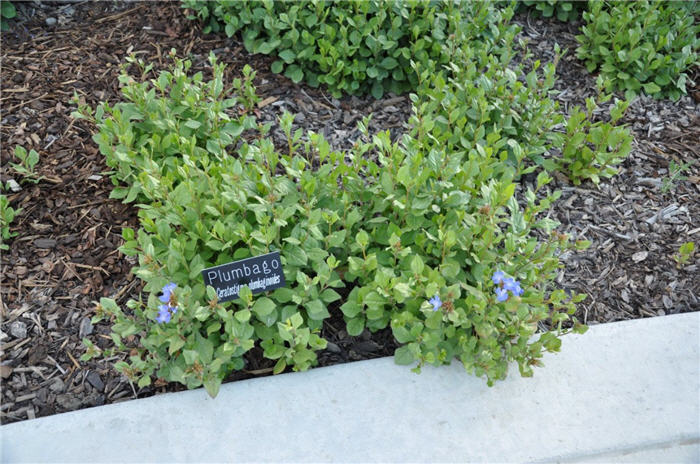 Plant photo of: Ceratostigma plumbaginoides
