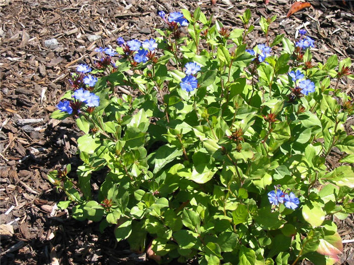 Plant photo of: Ceratostigma plumbaginoides