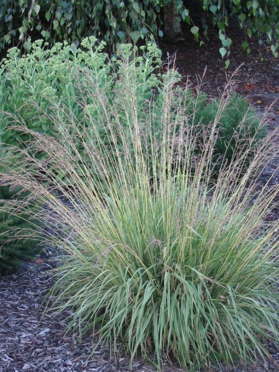 Plant photo of: Pennisetum alopecuroides 'Hameln'